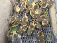 Ducks — عکس 4