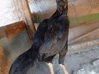 Shamo kyllinger — foto 1