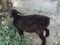 قوچ, گوسفند — عکس 4