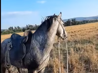 اسب نر, Azerbaijan horse — عکس 2