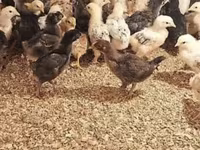 Chickens — foto 3