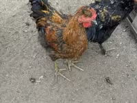 Chickens — foto 2