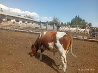 ወንድ በሬ, Simmental cattle — ፎቶ 4