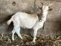 Kambing jantan, Goats — foto 2
