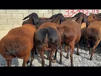 Wad, Hissar sheep — sawirka 2