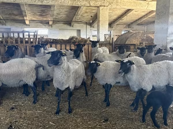 Sheep, Romanov sheep — Russia