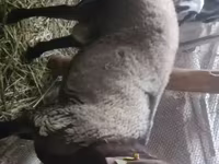 Beran, Rhon sheep — foto 1