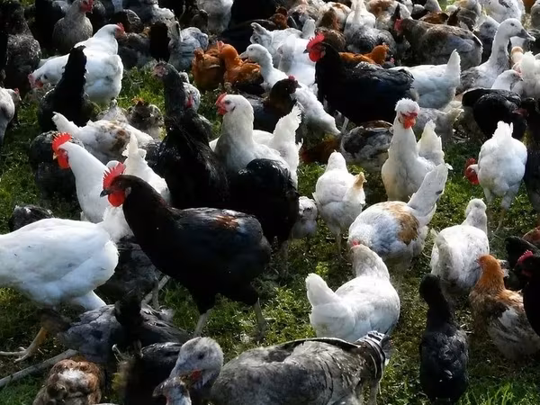 Chickens
