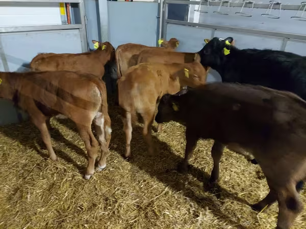 Lo’, Cattle