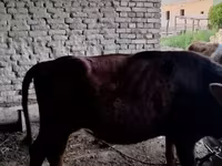 گاو و گوساله (گروه، جنسیت مشخص نشده), گاو — عکس 2