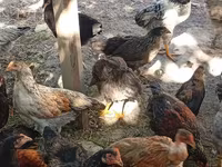 Chickens — foto 5