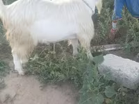 بز ماده, Saanen goat — عکس 1