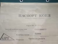 Kuda betina, Orlov Trotter — foto 3