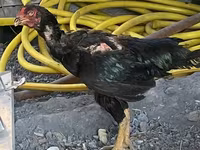 Chickens — foto 1