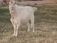 بز نر, Russian White goat — عکس 2