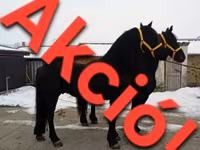 Hengst, Friesian — Foto 2