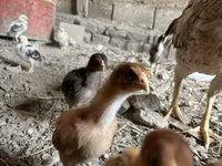 Chickens — foto 1