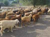 مینڈھا, بھیڑیں — تصویر 8