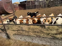 Krowa, Simmental cattle — zdjęcie 7