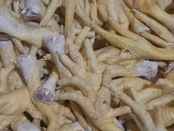 Հավի Տոտ Շան կեր Ոսկոր