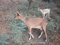 Kambing betina, Goats — foto 5