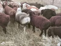 Wad, Sheep — sawirka 6