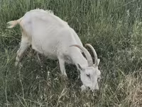 بکری, بکریاں — تصویر 1