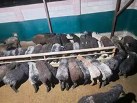 قوچ, گوسفند — عکس 8