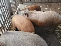 หมูป่าตัวผู้, Мангалица — รูปภาพ 1