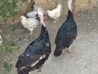 Turkeys — zdjęcie 1
