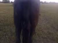 घोड़ी, Nonius horse — फ़ोटो 2
