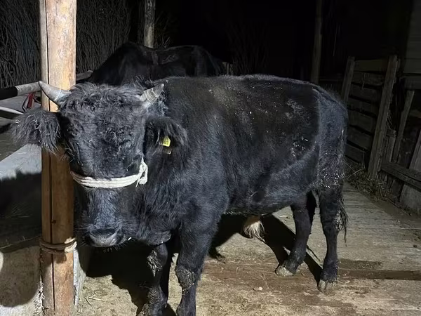 Toro, Aberdeen Angus