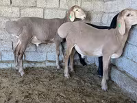 雄羊, Arashan sheep — 写真 8
