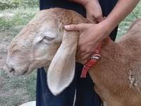 قوچ, Arashan sheep — عکس 2