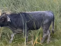Toro, Bovini — foto 1