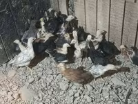 Chickens — รูปภาพ 4