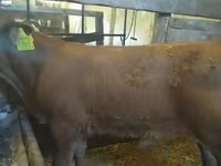 Býk, Simmental cattle — foto 2