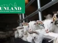 Ged, Saanen goat — foto 6