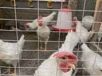 Leghorn — Foto 3