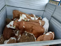 گاو نر, Simmental cattle — عکس 3