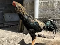Chickens — عکس 4