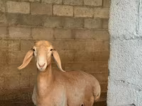 Ovan, Arashan sheep — fotografija 5