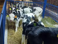Boğa, Simmental cattle — foto 4