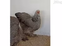 براهما — الصورة 1