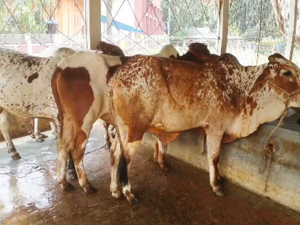 Lembu jantan, Cattle