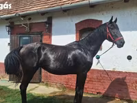 Kůň, Nonius horse — foto 6