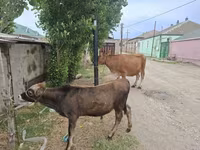 Toro, Bovini — foto 2