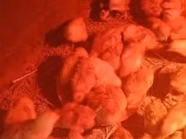 Chickens