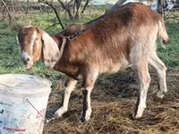 Billy Goat, Goats — photo 2