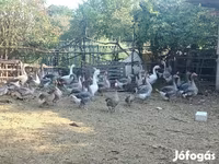 Geese — Foto 3
